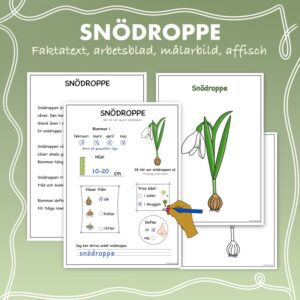 Fakta om vårblommor: Snödroppe