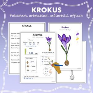 Fakta om vårblommor: Krokus