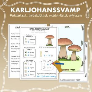 Fakta om svampar: Karljohanssvamp