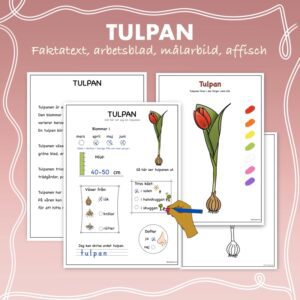 Fakta om vårblommor: Tulpan