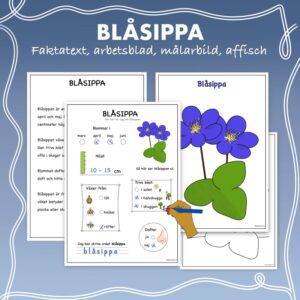 Fakta om vårblommor: Blåsippa