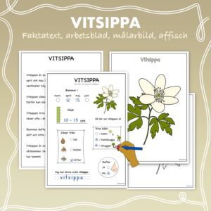 Fakta om vårblommor: Vitsippa