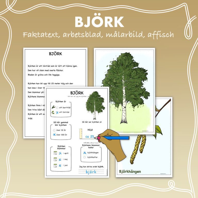 Fakta om lövträd: Björk - NPF anpassat