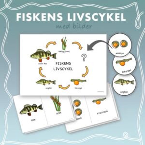 Fiskens livscykel med bilder