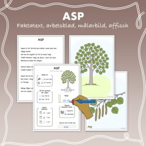 Fakta om lövträd: Asp