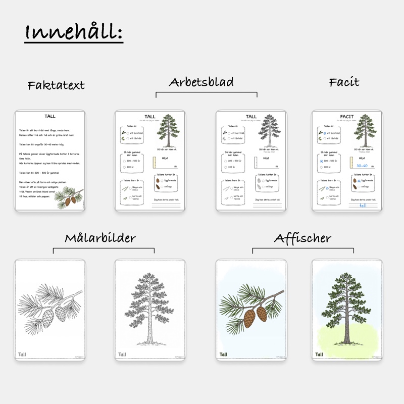 Fakta om barrträd: Tall - Bild 2