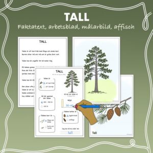 Fakta om barrträd: Tall