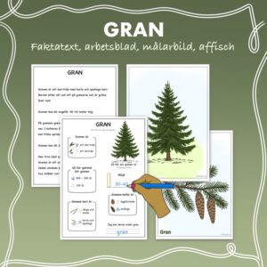Fakta om barrträd: Gran