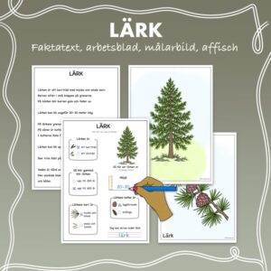 Fakta om barrträd: Lärk