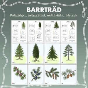 Materialpaket - Fakta om barrträd