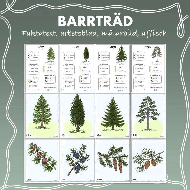 Materialpaket - Fakta om barrträd