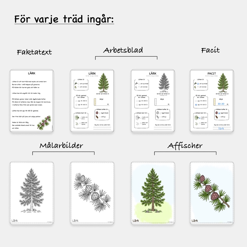 Materialpaket - Fakta om barrträd - Bild 2