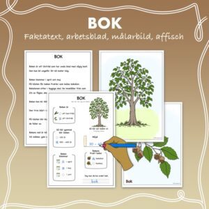 Fakta om lövträd: Bok