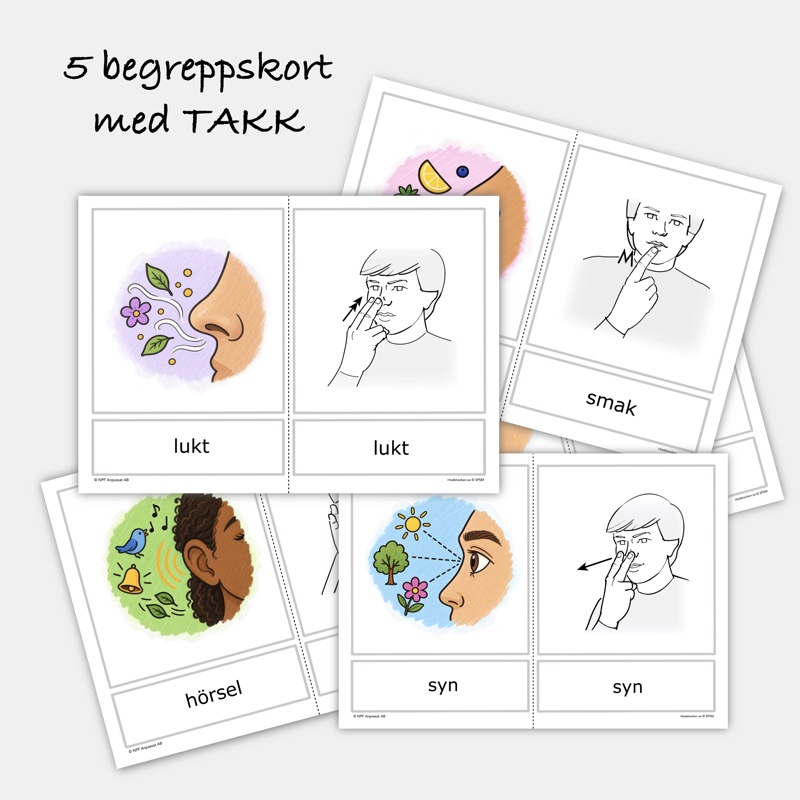 Våra sinnen - Begreppskort, arbetsblad & affisch - Bild 3