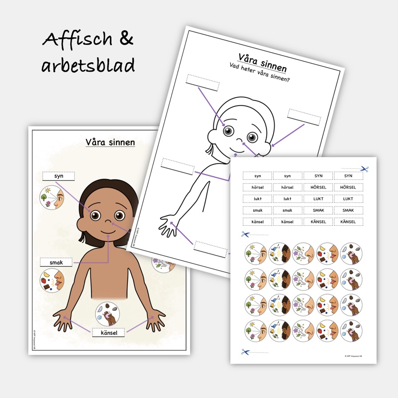 Våra sinnen - Begreppskort, arbetsblad & affisch - Bild 4